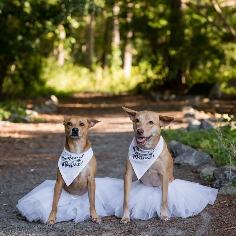 Мой человек женится, собака, б – обзор и цена Dog Bandana Scarf